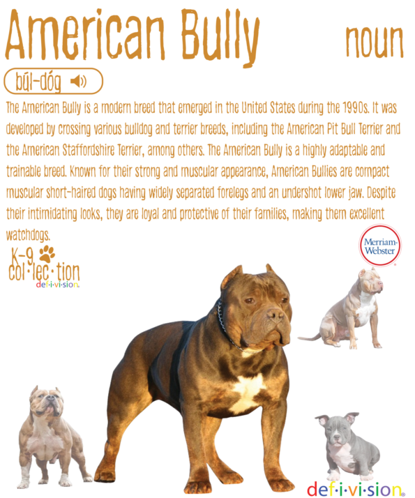 American Bully