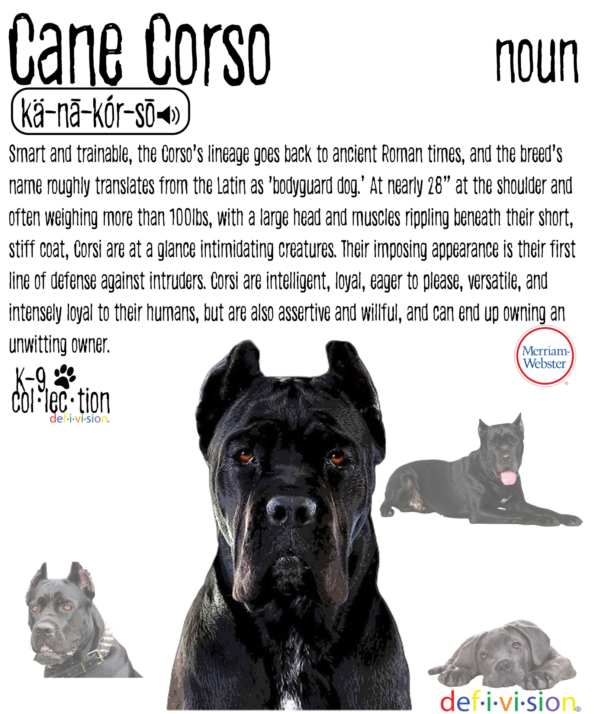 Cane Corso