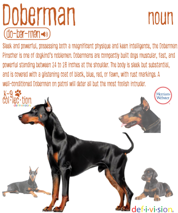 Doberman