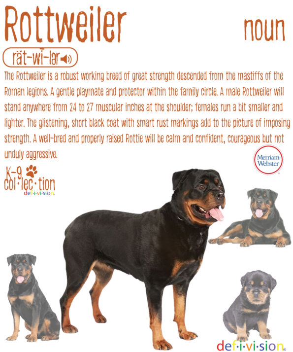 Rottweiler