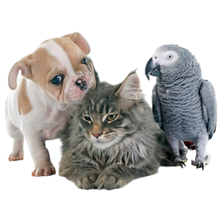 Pets